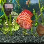 Red Eagle Discus, Wide Pattern photo review