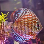 Red Royal Flora Discus photo review