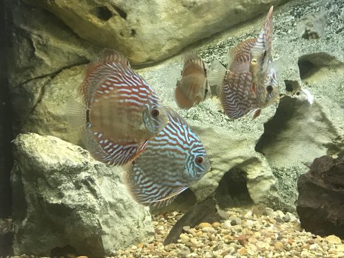 German Red Turquoise Discus, Blue Base photo review