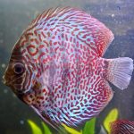 Red Ring Leopard Discus photo review