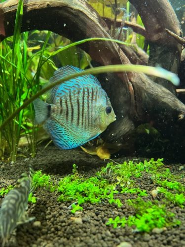 Striated Blue Heckel Cross Discus photo review