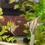 Large Wild Orinoco Altum Angel Fish Cichlid 3" photo review