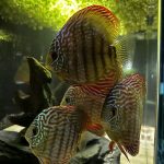 Striated Red Throwback Discus photo review