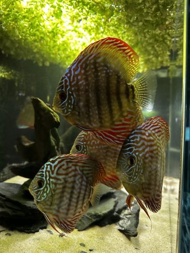 Striated Red Throwback Discus photo review