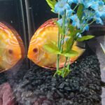 Golden Melon Throwback Discus photo review