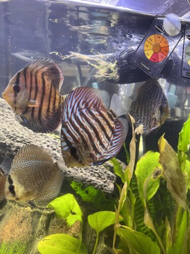 Blue Tiger Turquoise Discus photo review