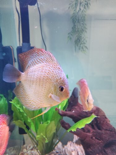 Red Snakeskin (14-Bar) Discus, Green Base photo review