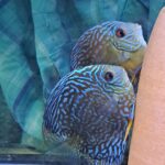 Blue Carnation Turquoise Discus photo review
