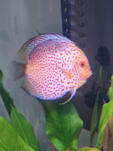 Golden Leopard Discus, Red Base photo review