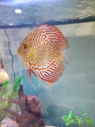White Tiger Discus photo review