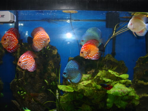 German Red Turquoise Discus, Blue Base photo review