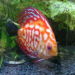 Red Eagle Discus, Wide Pattern photo review