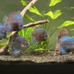 Blue Tiger Carnation Turquoise Discus photo review