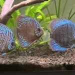 Blue Tiger Carnation Turquoise Discus photo review