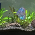 Blue Tiger Carnation Turquoise Discus photo review