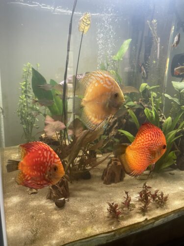 Red Pearl Pigeon Discus photo review