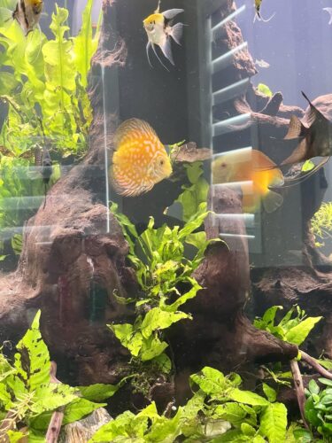 Yellow Pigeon Blood Discus photo review