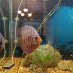 Royal Heckel Cross Discus photo review