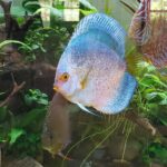 Blue Mercury Discus photo review