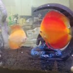 Golden Diamond Discus photo review