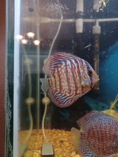 German Red Turquoise Discus, Red Base photo review