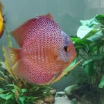 Red Eruption Leopard Discus, Red Base photo review