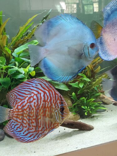 German Red Turquoise Discus, Red Base photo review