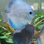 Neon Sapphire Discus photo review