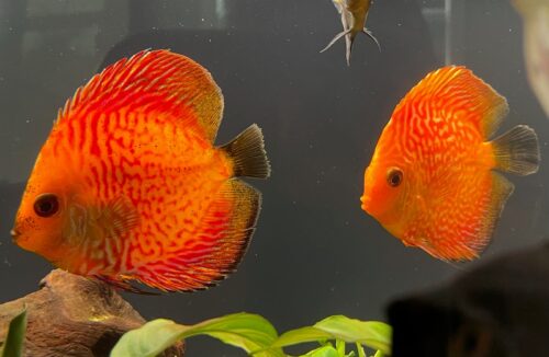 High Bodied Red Pigeon Snakeskin Discus photo review