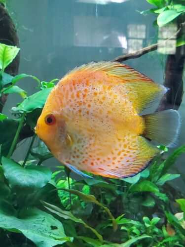 Yellow Leopard Discus photo review