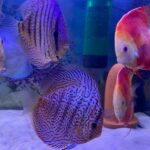 Royal Ruby Red (3R) Discus photo review