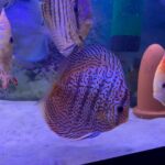 Blue Tiger Carnation Turquoise Discus photo review