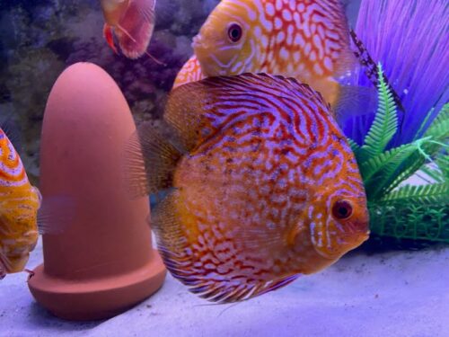 Super Pigeon Snakeskin Discus, Yellow Base photo review