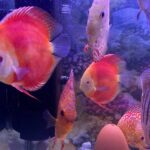 Royal Ruby Red (3R) Discus photo review