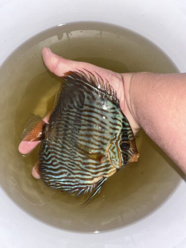 Wild-Caught Silver Heckel Discus photo review