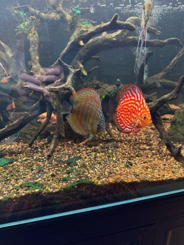 Blue Diamond Snakeskin Cross Discus photo review