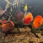 Marlboro Red Panda Discus photo review