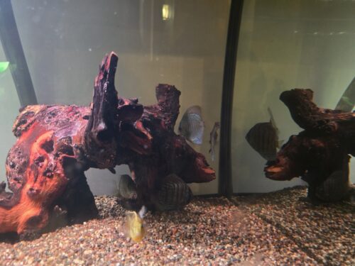 Blue Red Scorpion Discus photo review