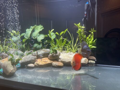 Fuji Red Discus photo review