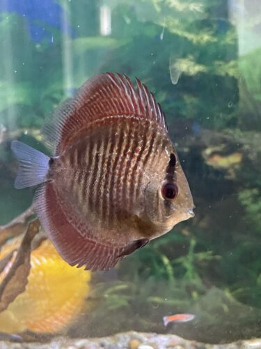 Panthera Eruption Discus, Red Base photo review