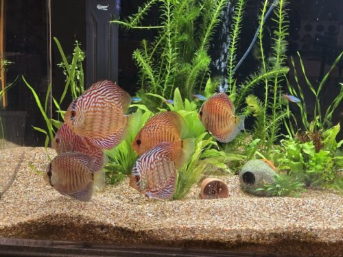 Red Snakeskin (14-Bar) Discus, Green Base photo review