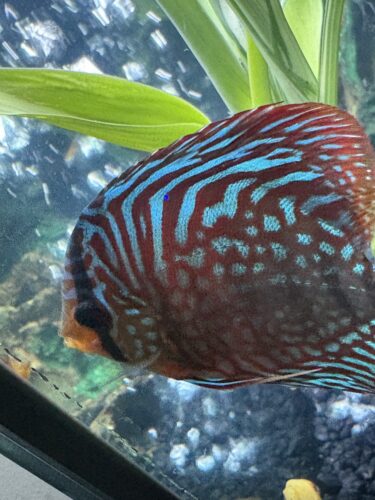 German Red Turquoise Discus, Blue Base photo review