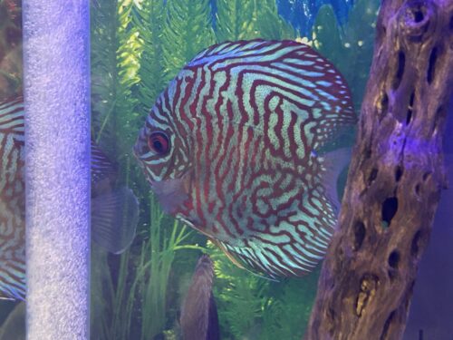 German Red Turquoise Discus, Red Base photo review