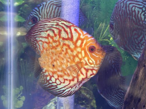 Pearl Pigeon Snakeskin Discus photo review