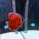 Crimson Star Alenquer Discus photo review