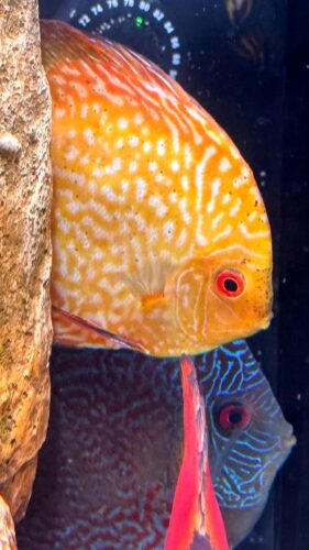 Golden Checkerboard Pigeon Discus photo review