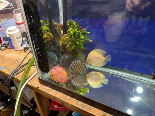 Golden Calico Discus photo review