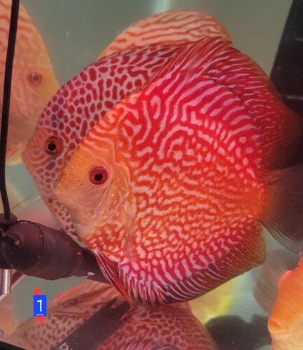 Red Eagle Discus, Clustered Pattern photo review