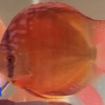 Wild Lago Grande "Blood Red" Discus photo review