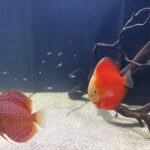 Orange Melon Discus photo review